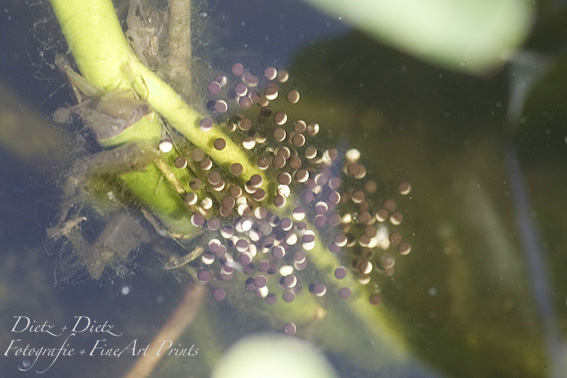 Laichballen des Wasserfrosches