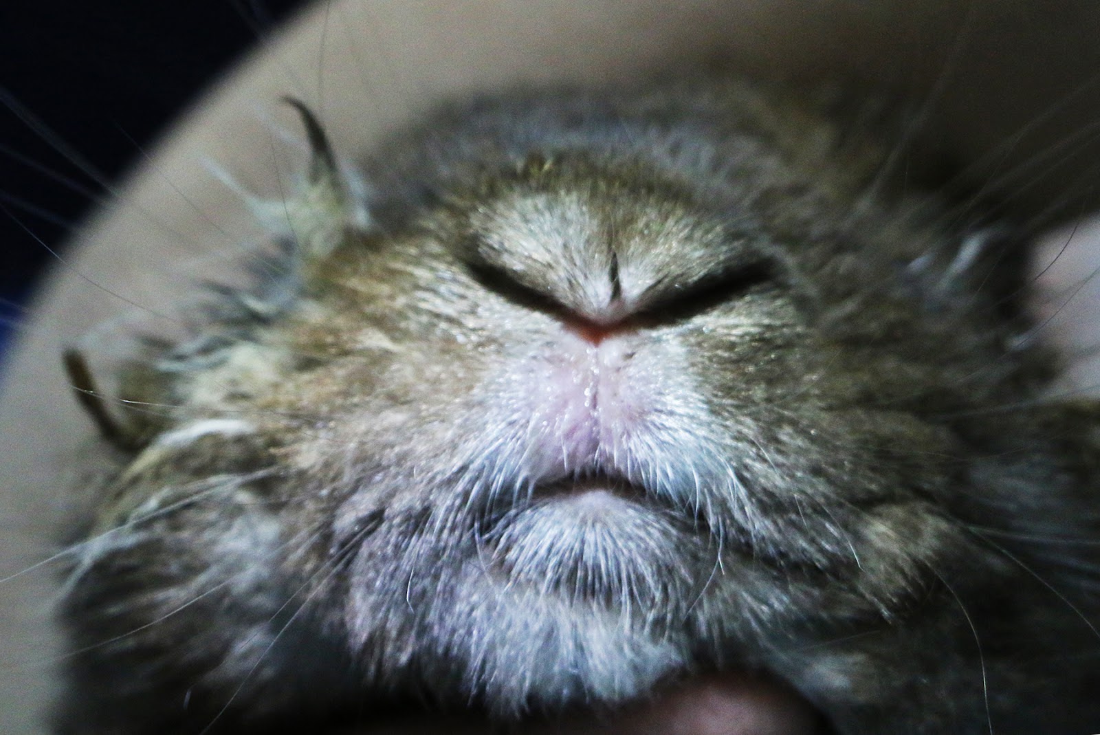 Veterinary, Photography and Travel Stories for vet students and pet