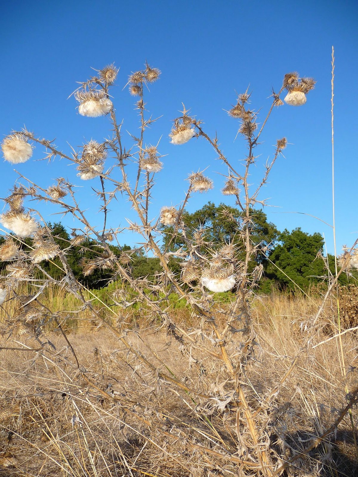 Here and There: Thursday Hike Day at Daley Ranch