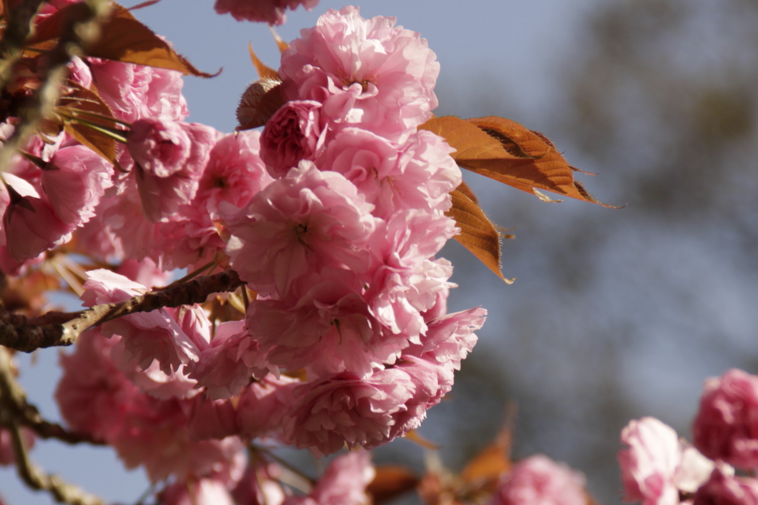 Cherry Blossom Days Pink petal confetti...