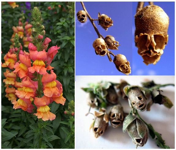 Cantik Saat Mekar, Tapi Bikin Bulu Bergidik Saat Layu.... Bunga Inipun