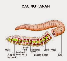 Sistem peredaran darah terbuka terdapat pada