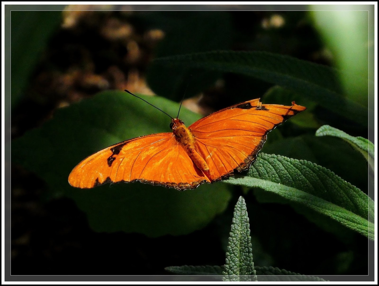 Ken's Photo Gallery Springs Preserve (Butterflies & Birds)