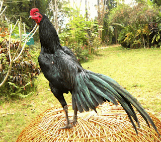 Gambar Ayam Bangkok Bagus Warna Hitam Putih Yg