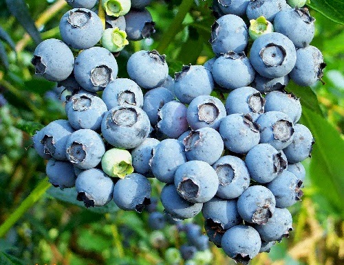 Manfaat dan Kandungan Blueberry