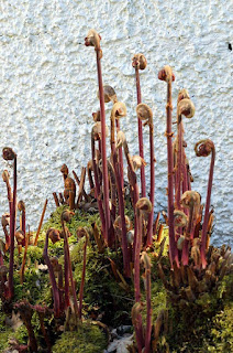 plants,ferns,