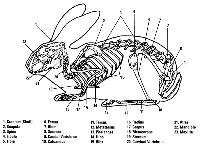Gambar Morfologi dan Kerangka  Manusia dan Beberapa Hewan 