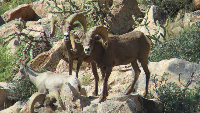 Arizona%2BDesert%2BBighorn%2BSheep%2BHunting%2BThe%2BGnarly%2BRam%2Bwith%2BColburn%2Band%2BScott%2BOutfitters%2B15.JPG