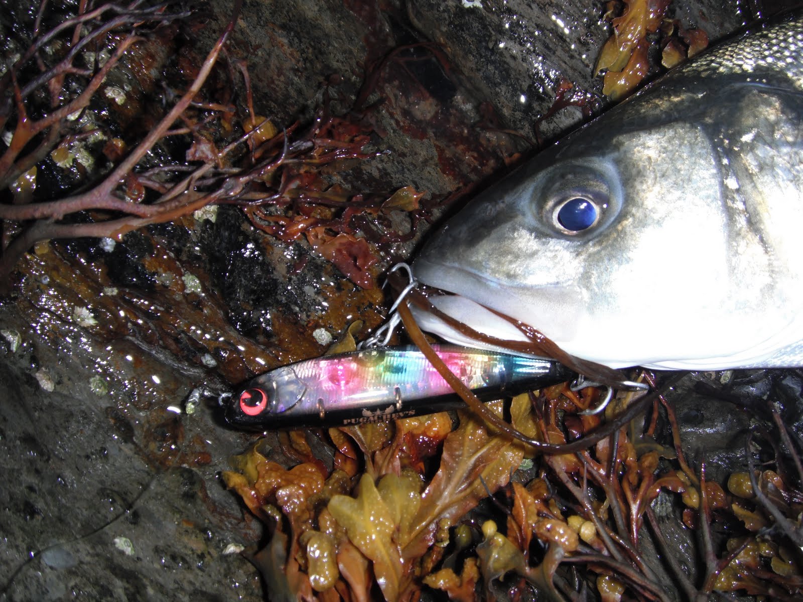 South East Lure Angling Bas off the top and some Lrf.....