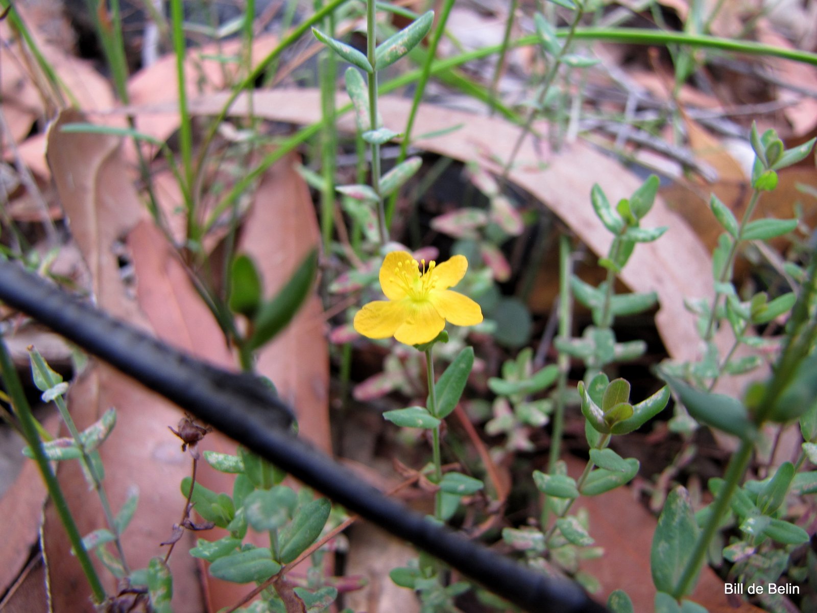 Sydney's Wildflowers and Native Plants: Hypericum gramineum - Small St ...