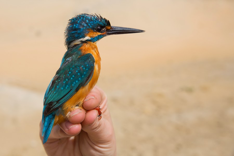 Common Kingfisher - male