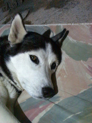 HUSKY SIBERIANO