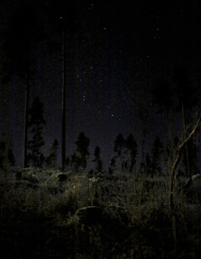 forest and stars photo by Kreetta Järvenpää www.gretchengretchen.com