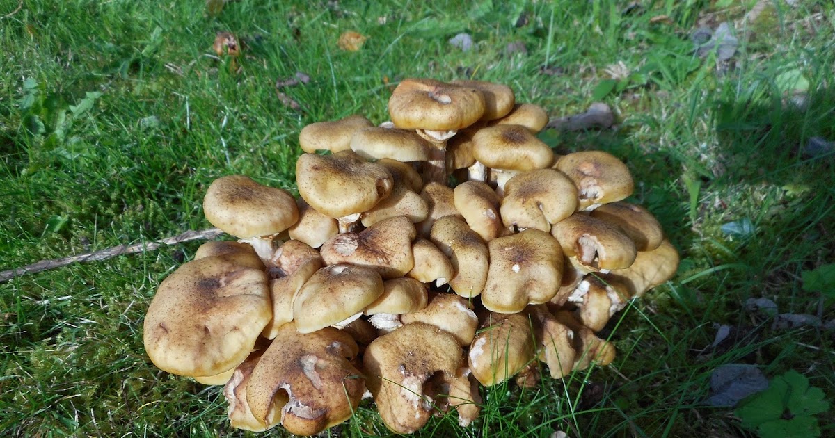 Mad Englishwoman and Dog: Fungi - the good, the bad and the ugly