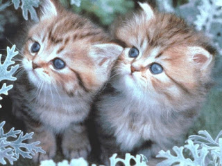 beautiful-cats-%25D8%25B5%25D9%2588%25D8%25B1-%25D9%2582%25D8%25B7%25D8%25B7-%25D8%25AC%25D9%2585%25D9%258A%25D9%2584%25D8%25A9-55