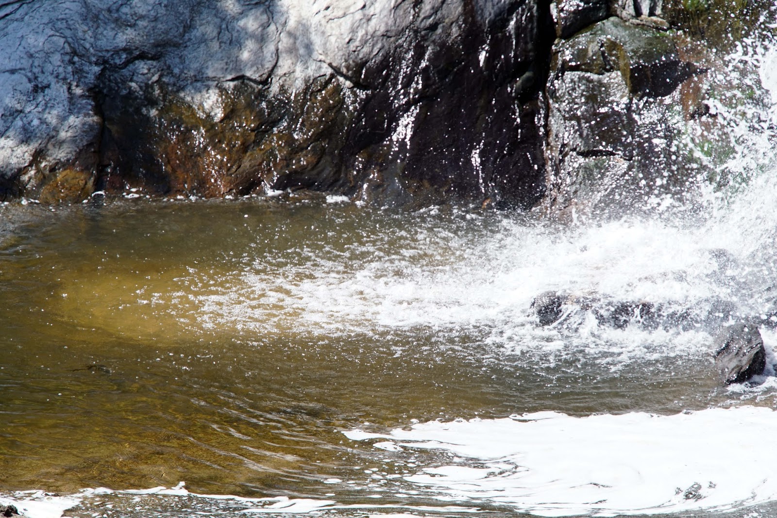 Mid Sierra Musings Buzzard’s Roost Trail At Millerton Lake