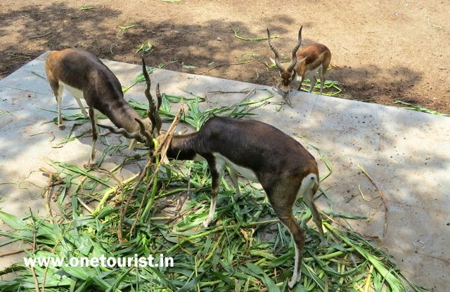 Delhi zoo , timing , route , info and photos 