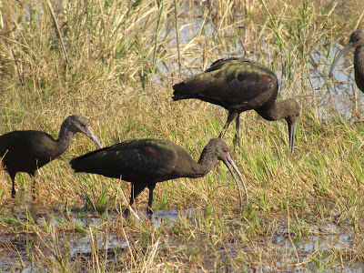 Sacramento National Wildlife Refuge