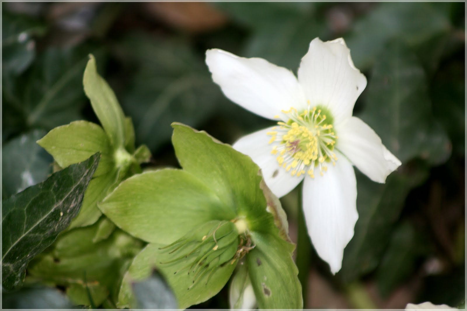 Lunas Garten-Rosen-Vielfalt : Blumen im April