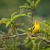 Aegithina tiphia - Petit iora