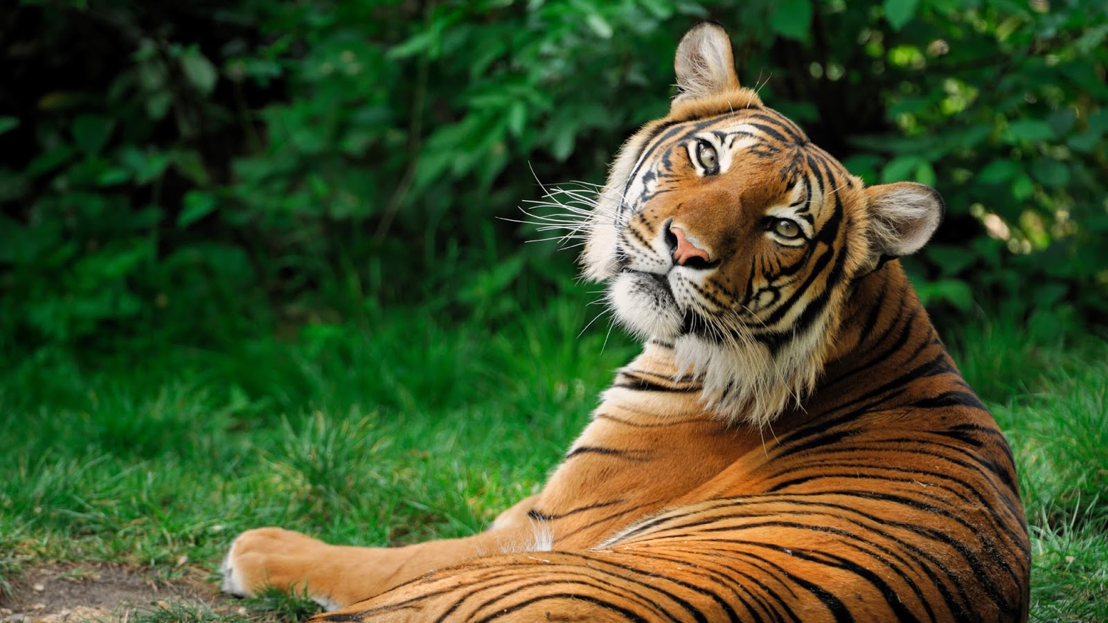 Tiger HD Wallpaper Download 1080p - Free New Wallpapers | HD High
