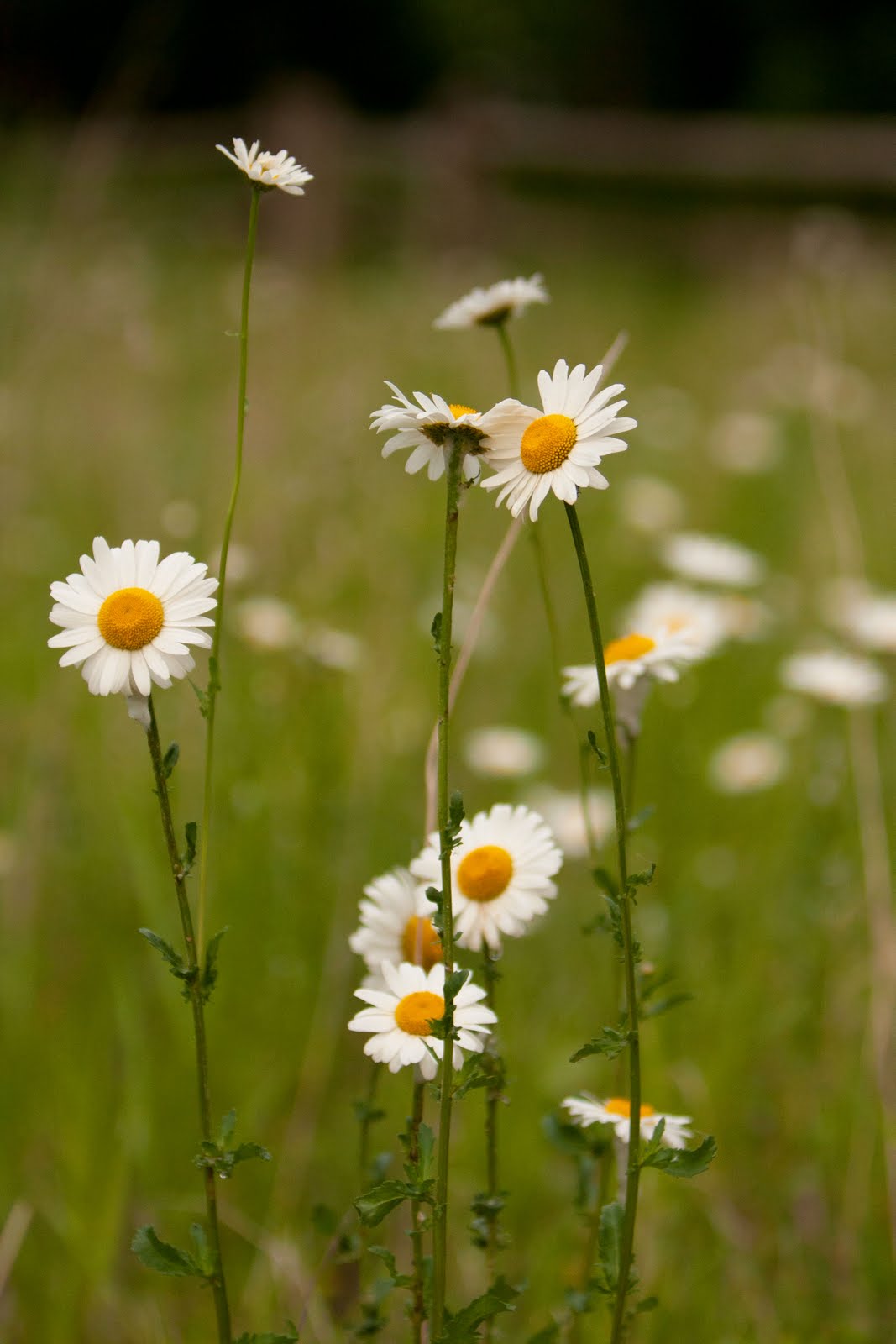 Chasing the Light: Meadow Flowers