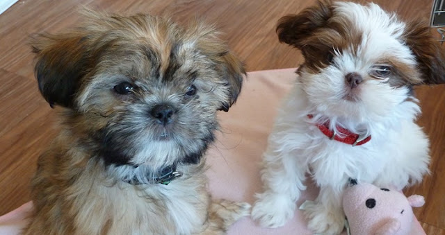 Pesquisas recentes descobriram novos benefícios para a saúde de quem vive com um Shih Tzu