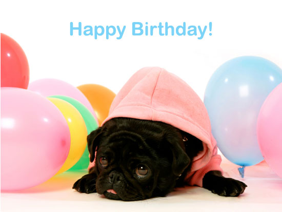 [Image: pug_birthday.jpg]