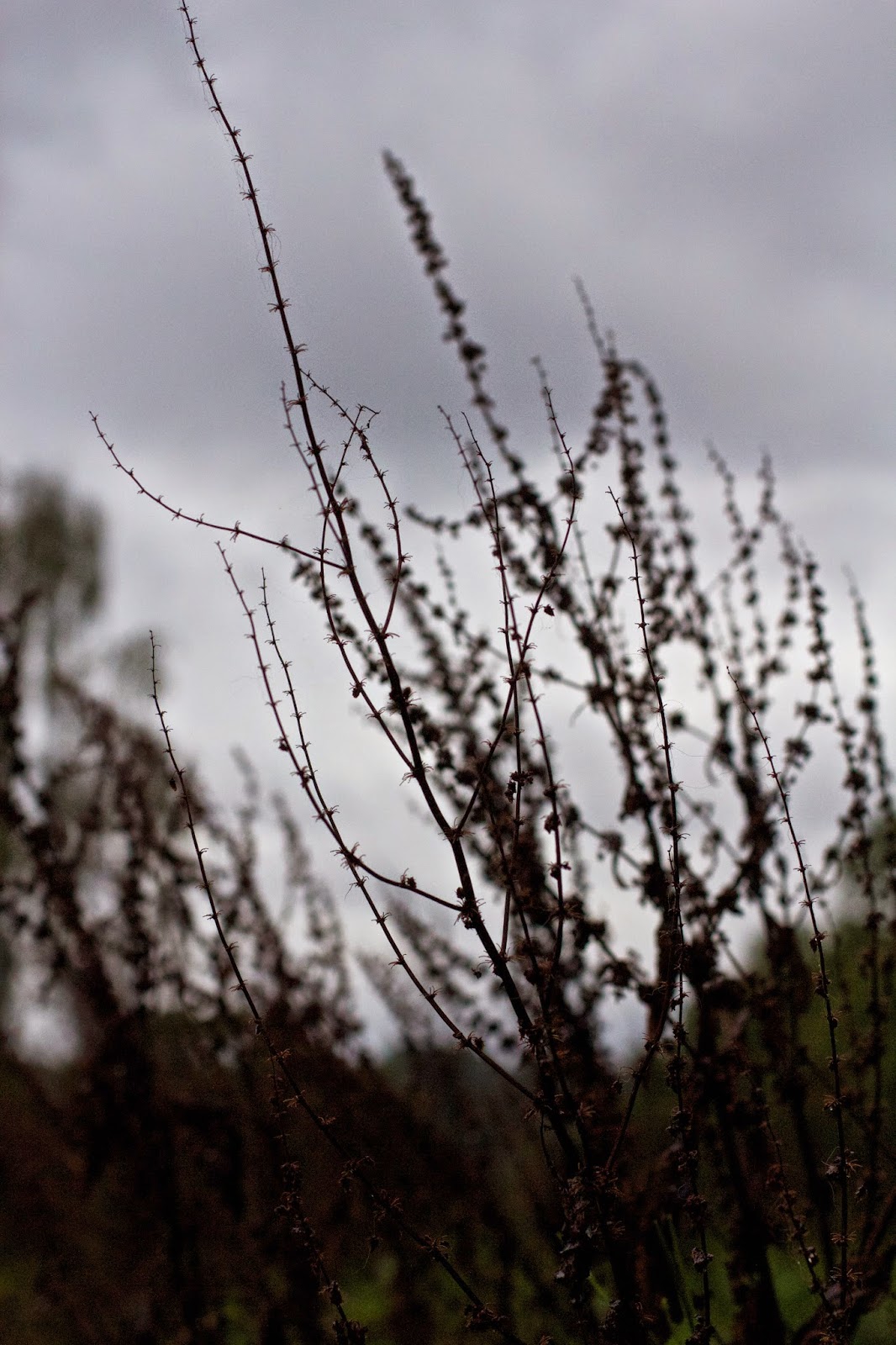 Green Tea Soy Latte on a Wet Autumn day and a Stroll Through Hampstead Heath