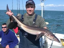 Squaliformes Fun Animals Wiki, Videos, Pictures, Stories