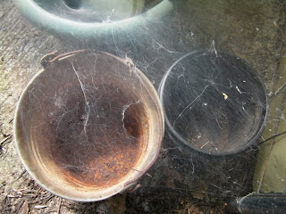 cobweb greenhouse