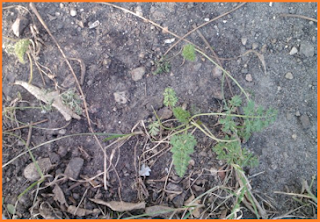 green, healthy mystery leaves