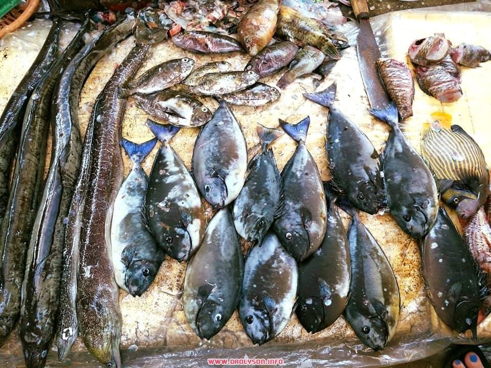Ra đảo Lý Sơn thưởng thức cá chình nướng | Phượt Đảo Lý Sơn | Tư vấn Du  Lịch, Nhà Nghỉ, Khách Sạn, Homestay