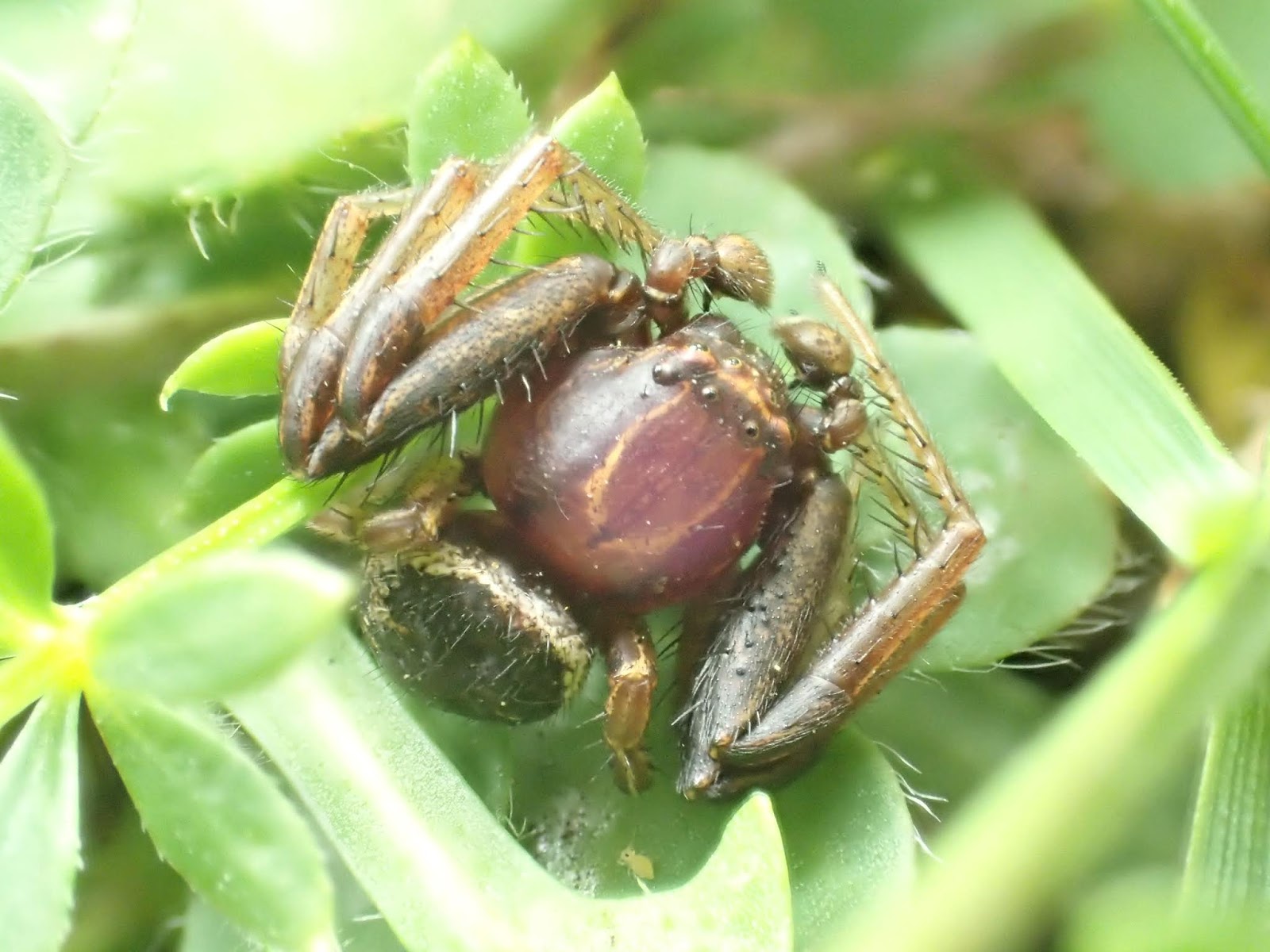 The Lyons Share Invertebrates of chalkgrassland