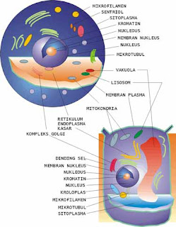 bio plus: struktur dan fungsi sel