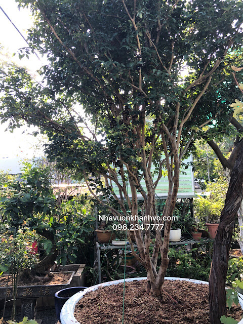 Thú nuôi, cây cảnh: Giống nho thân gỗ tại nhà vườn khánh1 võ Nho-than-go-14