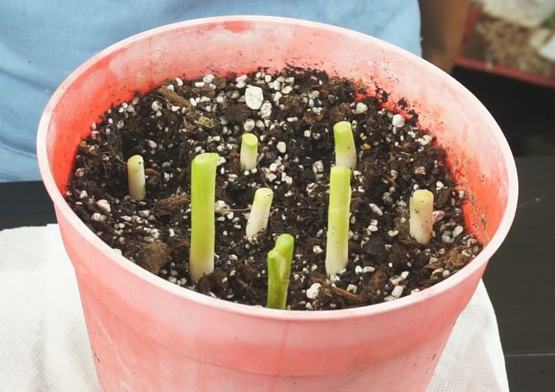 Sweet Corn Chicken Soup Recipe Steffi's Recipes
