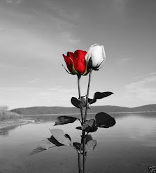 red rose in black and white background 9