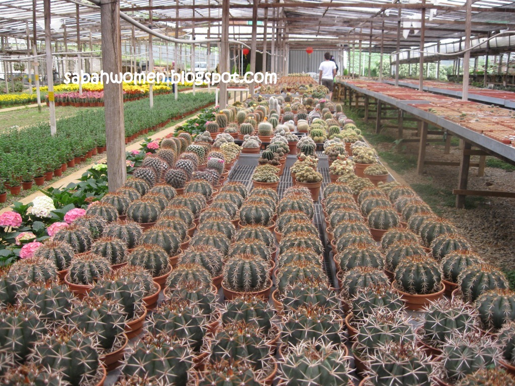 Flower Nursery at JS Nursery, Kundasang Sumandak Kinabalu Little Corner