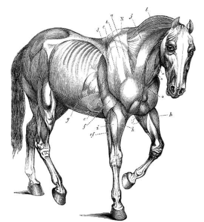 equinos-anatomy-vetarq