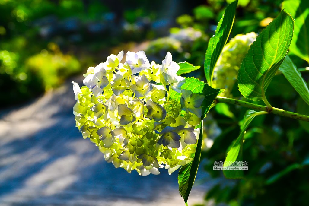 影島太宗台繡球花,太宗寺繡球花,太宗臺紫陽花,釜山影島景點