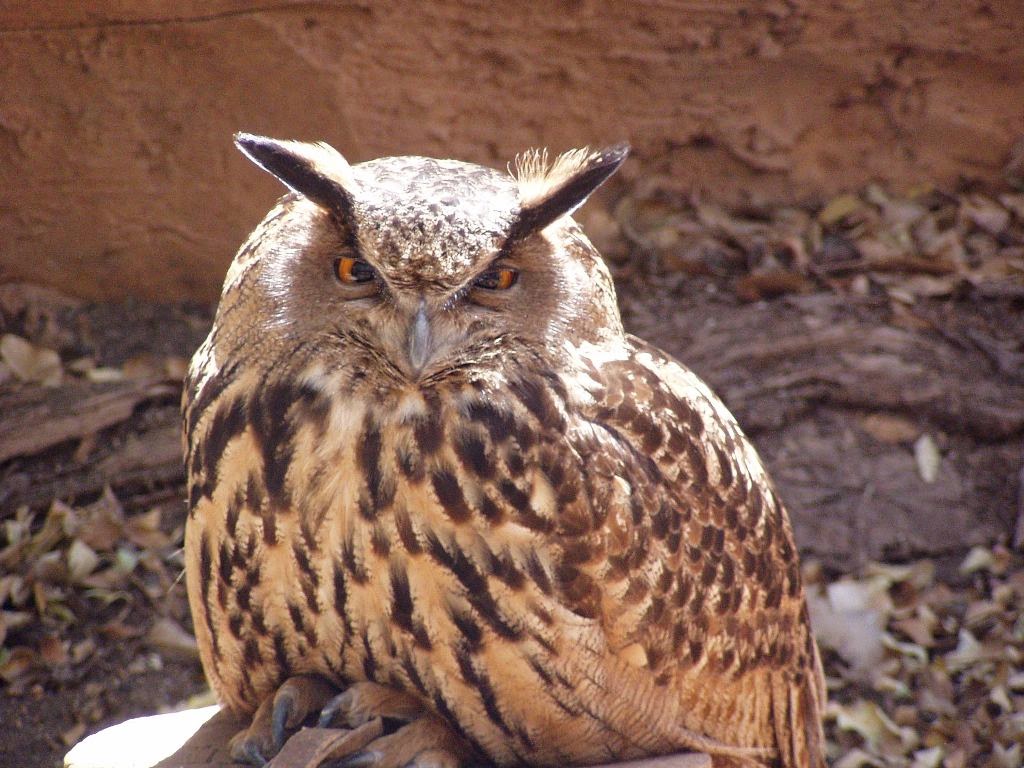 Jungle Park Tenerife Owl