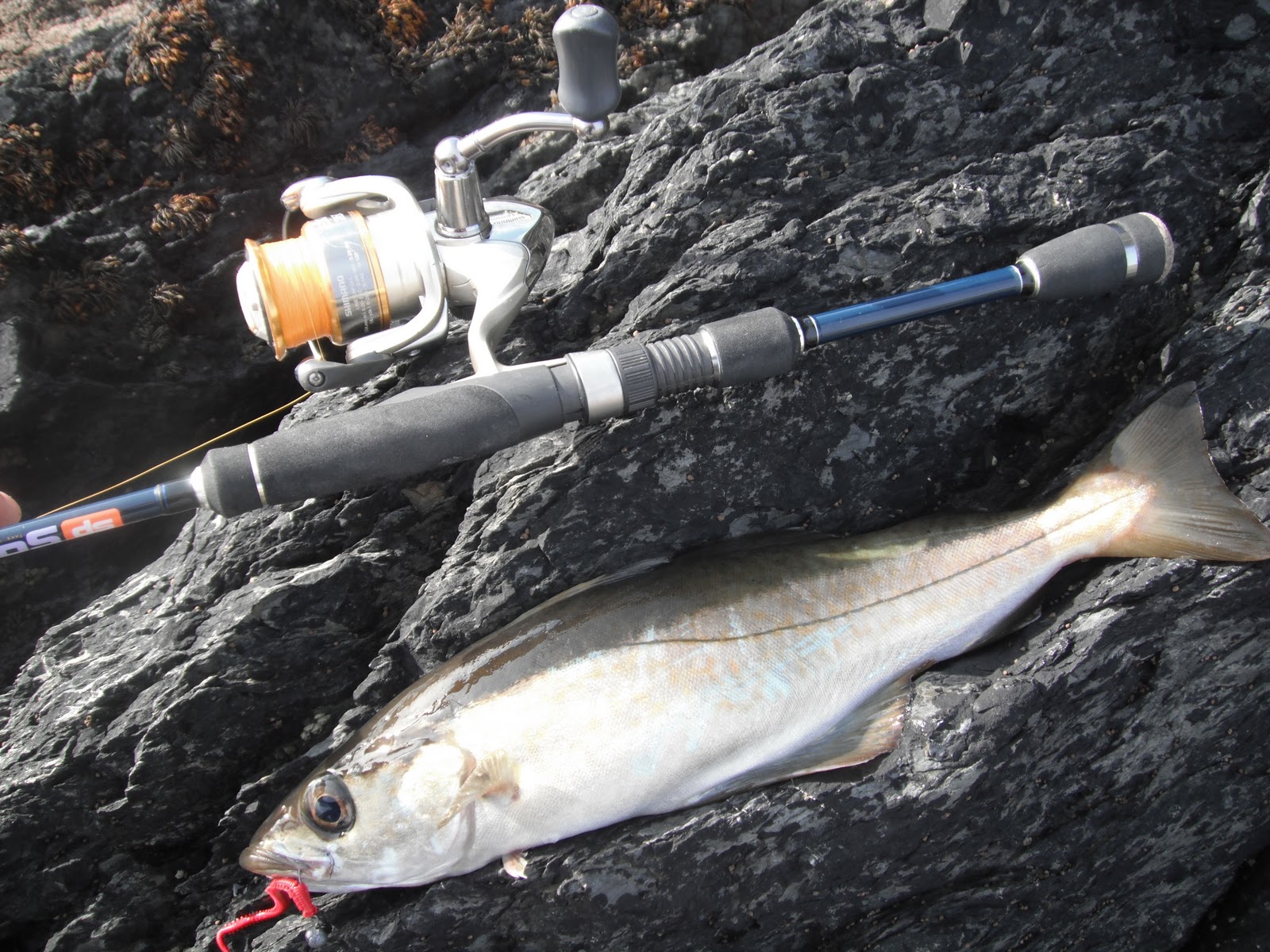 South East Lure Angling LRF 27/10/11