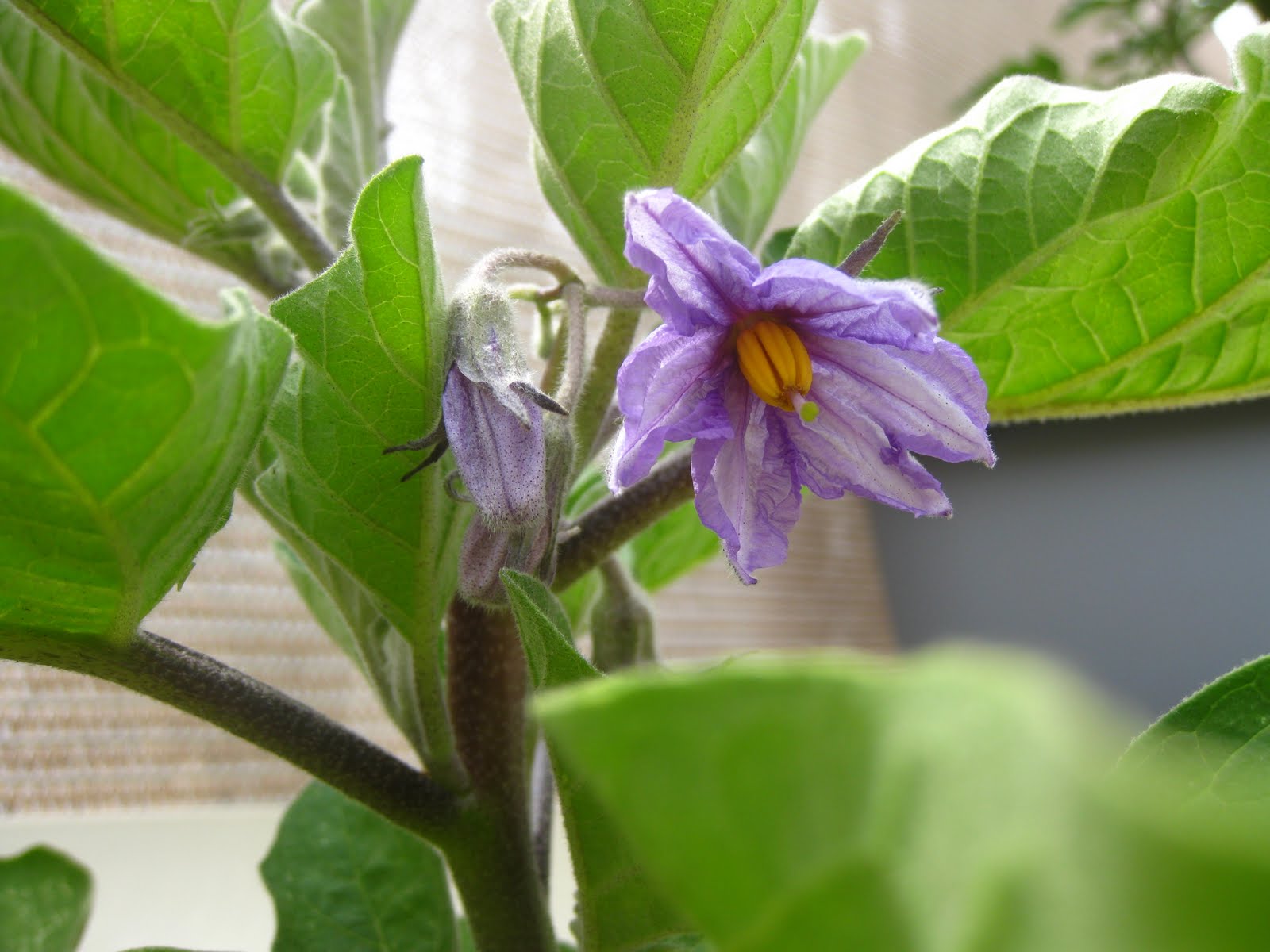Charm city balcony garden: Fairytale Eggplant flowers