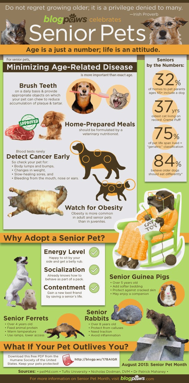 Cinnamon the Traveling Coonhound Geriatric Dogs How to Care for Them