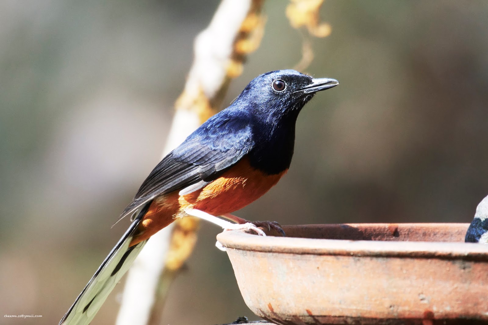 White Rumped Shama Catch Brance In Boskage.The Bird That Call