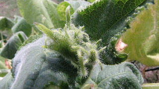 Cucumbers+spooky 0001