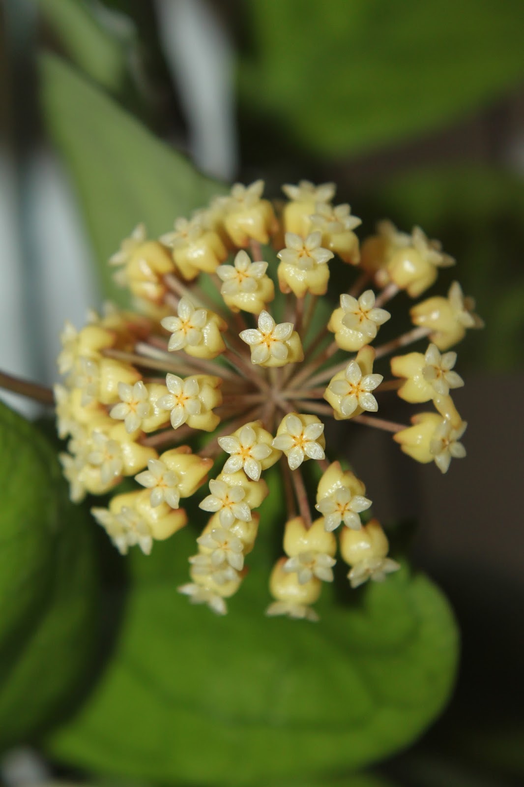 Hoyapassion Hoya 'Viola'