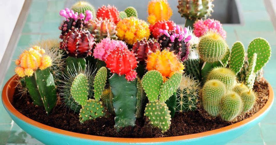 Make Your Own Cactus Garden Creativity Kreativitet - How To Make A Cactus Garden Make Your Own Cactus Garden Creativity Kreativitet - How To Make A Cactus Garden