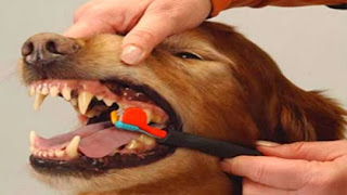 gigi anjing